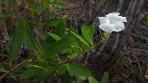 Mangrovevine(Rhabdadenia biflora)