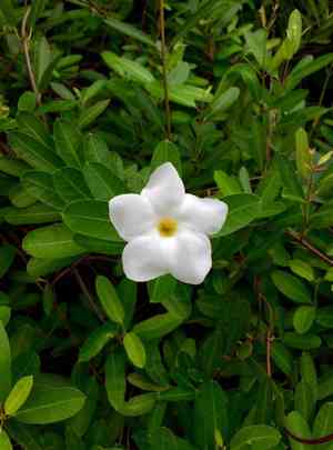 Mangrovevine(Rhabdadenia biflora)