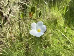 Mangrovevine(Rhabdadenia biflora)