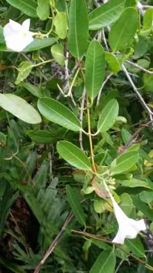 Mangrovevine(Rhabdadenia biflora)
