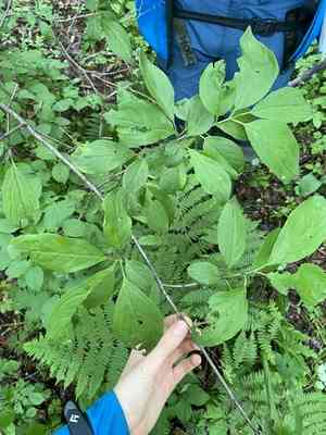 Rhamnus davurica(Rhamnus davurica)