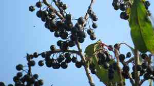 Rhamnus davurica(Rhamnus davurica)