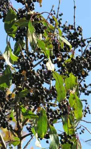 Rhamnus davurica(Rhamnus davurica)