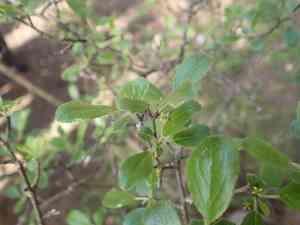 Rock buckthorn(Rhamnus saxatilis)