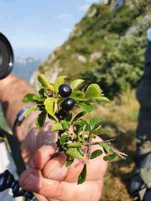 Rock buckthorn(Rhamnus saxatilis)