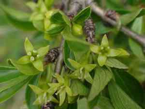Rock buckthorn(Rhamnus saxatilis)