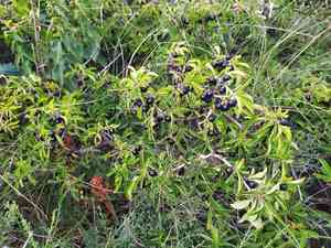 Rock buckthorn(Rhamnus saxatilis)