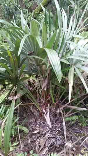 Needle palm(Rhapidophyllum hystrix)