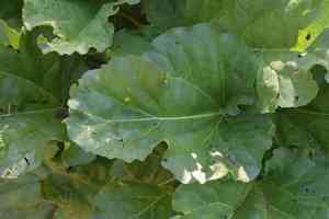 Rhubarb(Rheum rhabarbarum)