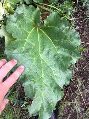 Rhubarb(Rheum rhabarbarum)