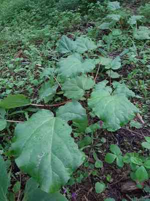 Rhubarb(Rheum rhabarbarum)