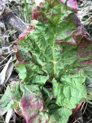 Rhubarb(Rheum rhabarbarum)