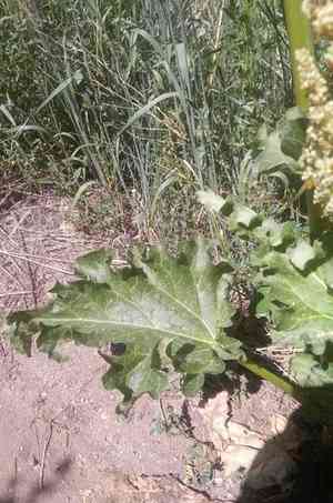 Rhubarb(Rheum rhabarbarum)