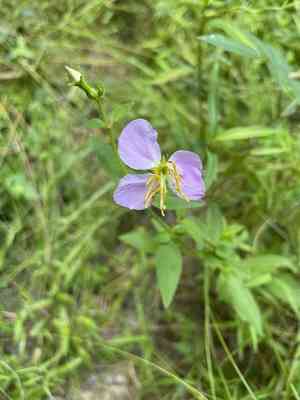Pale Meadow Beauty(Rhexia mariana)