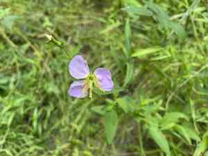 Pale Meadow Beauty(Rhexia mariana)