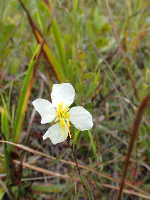 Pale Meadow Beauty(Rhexia mariana)