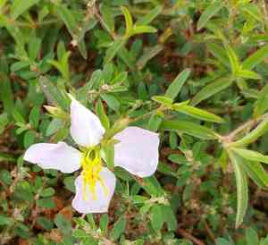Pale Meadow Beauty(Rhexia mariana)