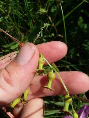 Maid marian(Rhexia nashii)