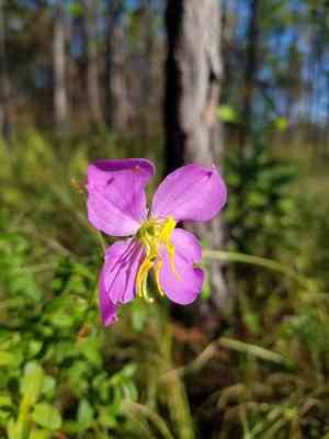 Maid marian(Rhexia nashii)