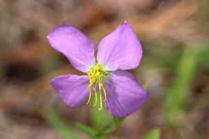 Maid marian(Rhexia nashii)