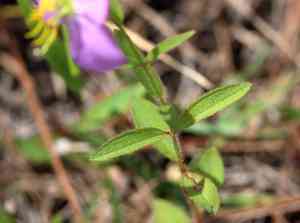 Maid marian(Rhexia nashii)