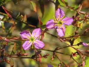 Meadow beauty (Rhexia)(Rhexia)