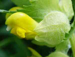 Greater yellow rattle(Rhinanthus alectorolophus)