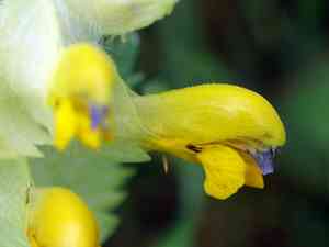 Greater yellow rattle(Rhinanthus alectorolophus)