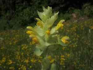 Greater yellow rattle(Rhinanthus alectorolophus)