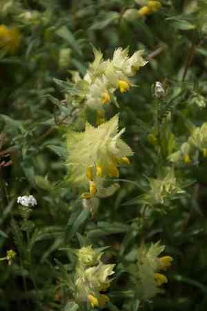 Greater yellow rattle(Rhinanthus alectorolophus)