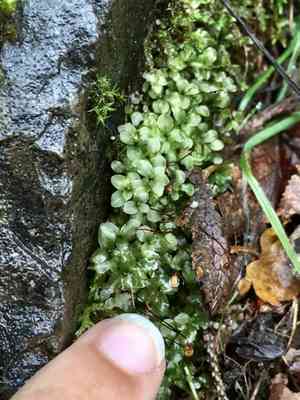 Appalachian rhizomnium moss(Rhizomnium appalachianum)