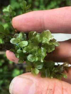 Appalachian rhizomnium moss(Rhizomnium appalachianum)