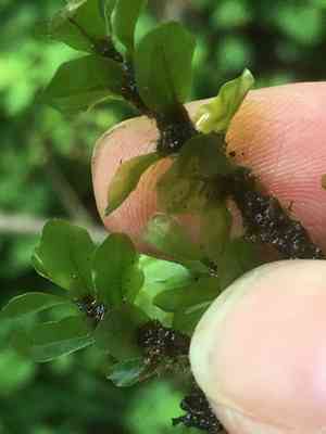 Appalachian rhizomnium moss(Rhizomnium appalachianum)