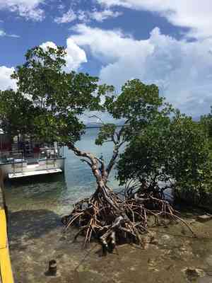 Red Mangrove(Rhizophora mangle)