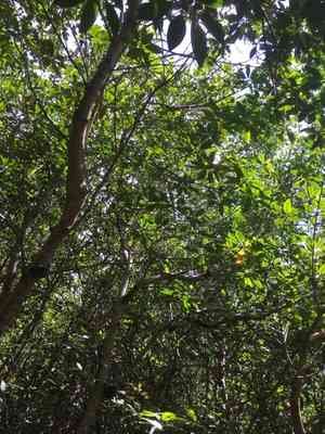 Red Mangrove(Rhizophora mangle)