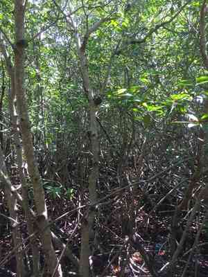 Red Mangrove(Rhizophora mangle)