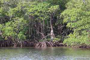 Red Mangrove(Rhizophora mangle)
