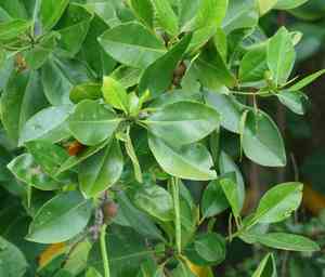Asiatic mangrove(Rhizophora mucronata)