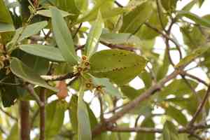 Asiatic mangrove(Rhizophora mucronata)