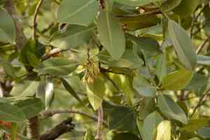 Asiatic mangrove(Rhizophora mucronata)