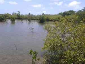 Asiatic mangrove(Rhizophora mucronata)