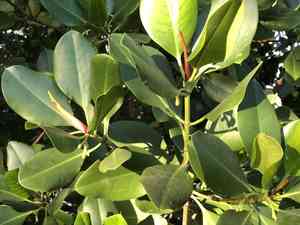 Red mangrove(Rhizophora stylosa)