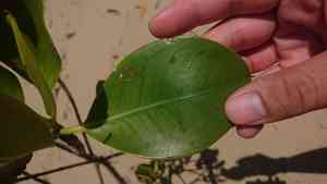 Red mangrove(Rhizophora stylosa)