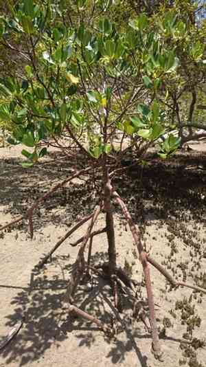 Red mangrove(Rhizophora stylosa)