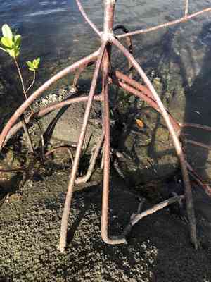 Red mangrove(Rhizophora stylosa)