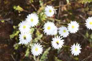 Rhodanthe chlorocephala(Rhodanthe chlorocephala)