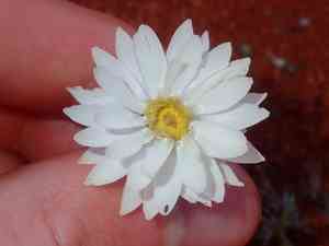 Rhodanthe chlorocephala(Rhodanthe chlorocephala)