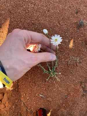 Rhodanthe chlorocephala(Rhodanthe chlorocephala)