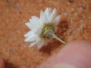 Rhodanthe chlorocephala(Rhodanthe chlorocephala)