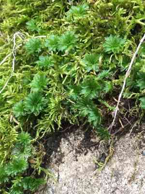 Ontario rhodobryum moss(Rhodobryum ontariense)